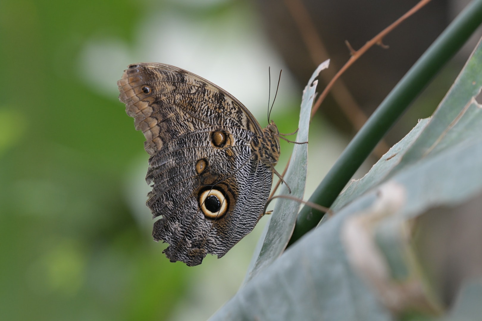 Owl Butterfly